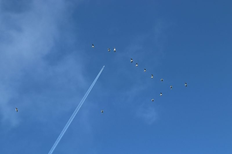 In Flight Confidence Building in Whitefish